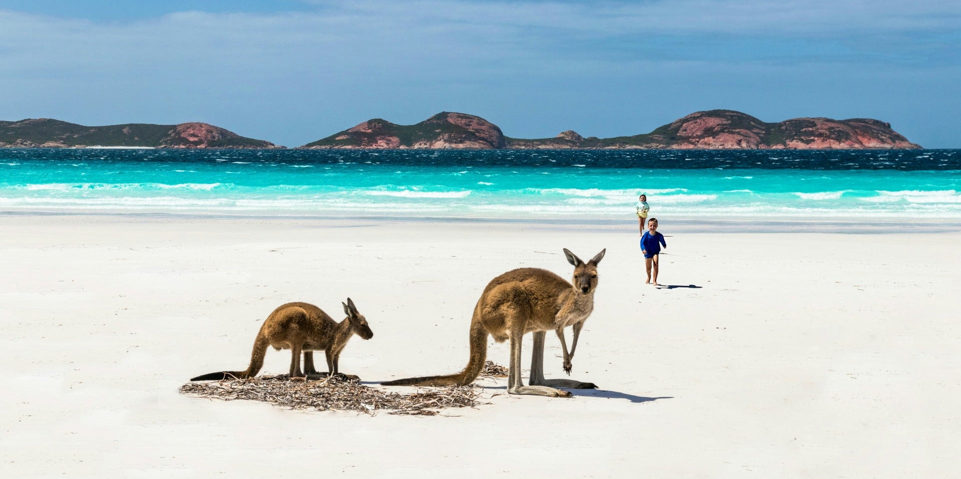 Two kangaroos on a sandy beach with turquoise water and mountains in the background.